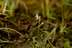 Utricularia janarthanamii